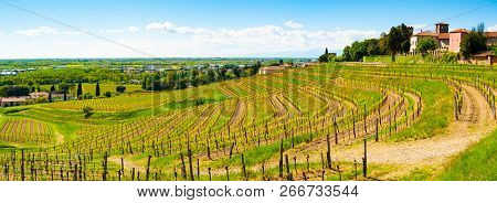 Panoramic View Of Vineyards And Castle In Buttrio, Udine, Friuli, Italy
