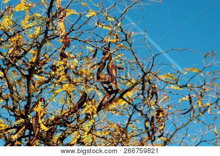 Acacia Pods On The Ground In The Fall. Acacia Trees In Late Autumn. Acacia Seeds Against