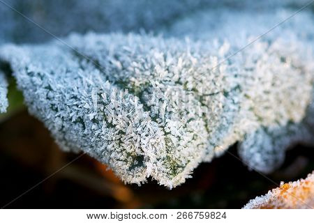 Winter Frost On Leaves And Grass Background. Freezing Cool Morning On A Meadow With Green Grass. Lan