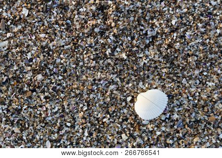 Sea Shell On Sandy Beach. Summer Background. Top View