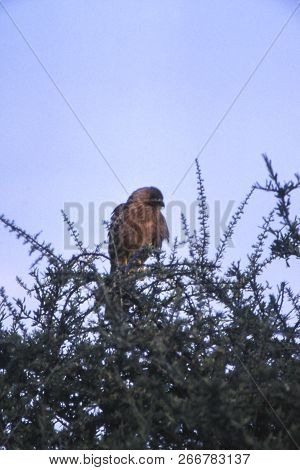 Brown Snake Eagle (circaetus Cinereus), Central Kalahari Game Reserve, Ghanzi, Botswana, Africa