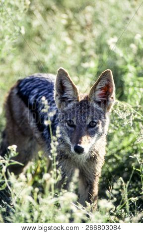 Black Backed Jakal (canis Mesomelas), Central Kalahari Game Reserve, Ghanzi, Botswana, Africa