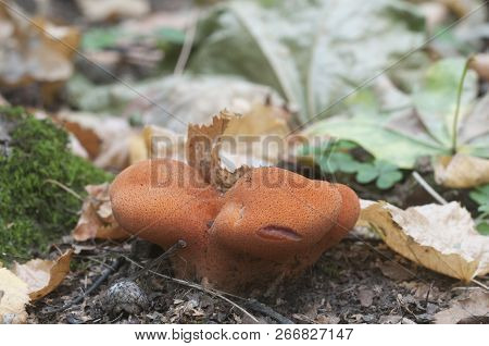 Fistulina Hepatica (beefsteak Fungus) Mushroom, Close Up Shot