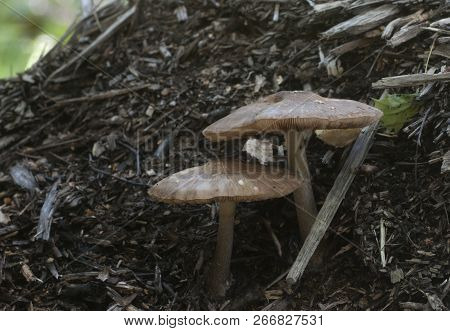 Deer Mushroom (pluteus Cervinus) On A Birch Tree Stump