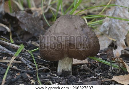 Deer Mushroom (pluteus Cervinus) On A Birch Tree Stump