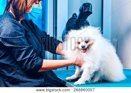 Pomeranian Dog On The Table For Grooming In Salon For Dogs. Toned Image. The Concept Of Popularizing