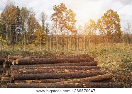 Fighting Beetle Bark Beetles, Felling Of Trees, Aids Sick And Infected Trees Bark Beetle, Practice