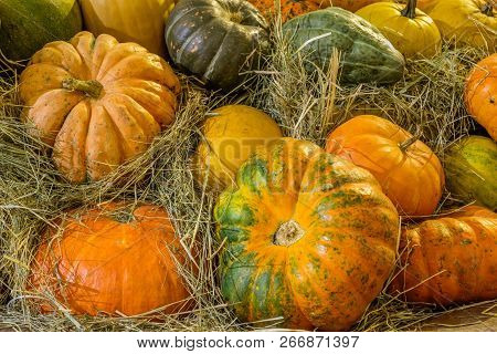 Beautiful Pumpkins Different Sizes On The Hay In Waiting For Halloween Holiday.