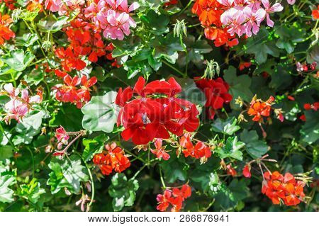 A Huge Bush Of Geranium Planted In Pots On A Pole.the Decoration Of The City.gardening