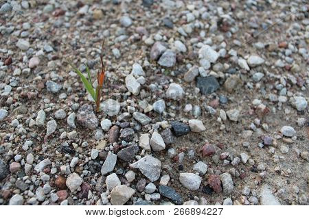 An Unprotected Plant With A Great Thirst For Life In The Stone Mercilessly World