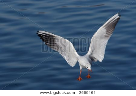 Flying Gull
