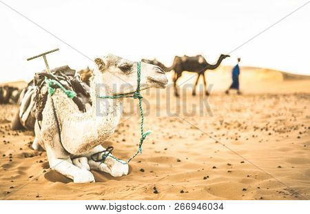 Tamed Dromedary Resting After Desert Ride Excursion In Merzouga Area Near Erg Chebbi Dunes At Beginn