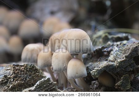 Coprinus Micaceus Mushroom Near The Tree, Close Up