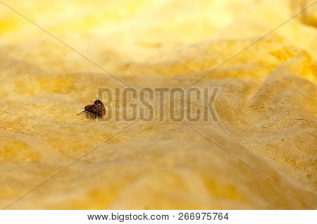 Two Insects Coccinella Septempunctata Having Sex On A Beach Towel