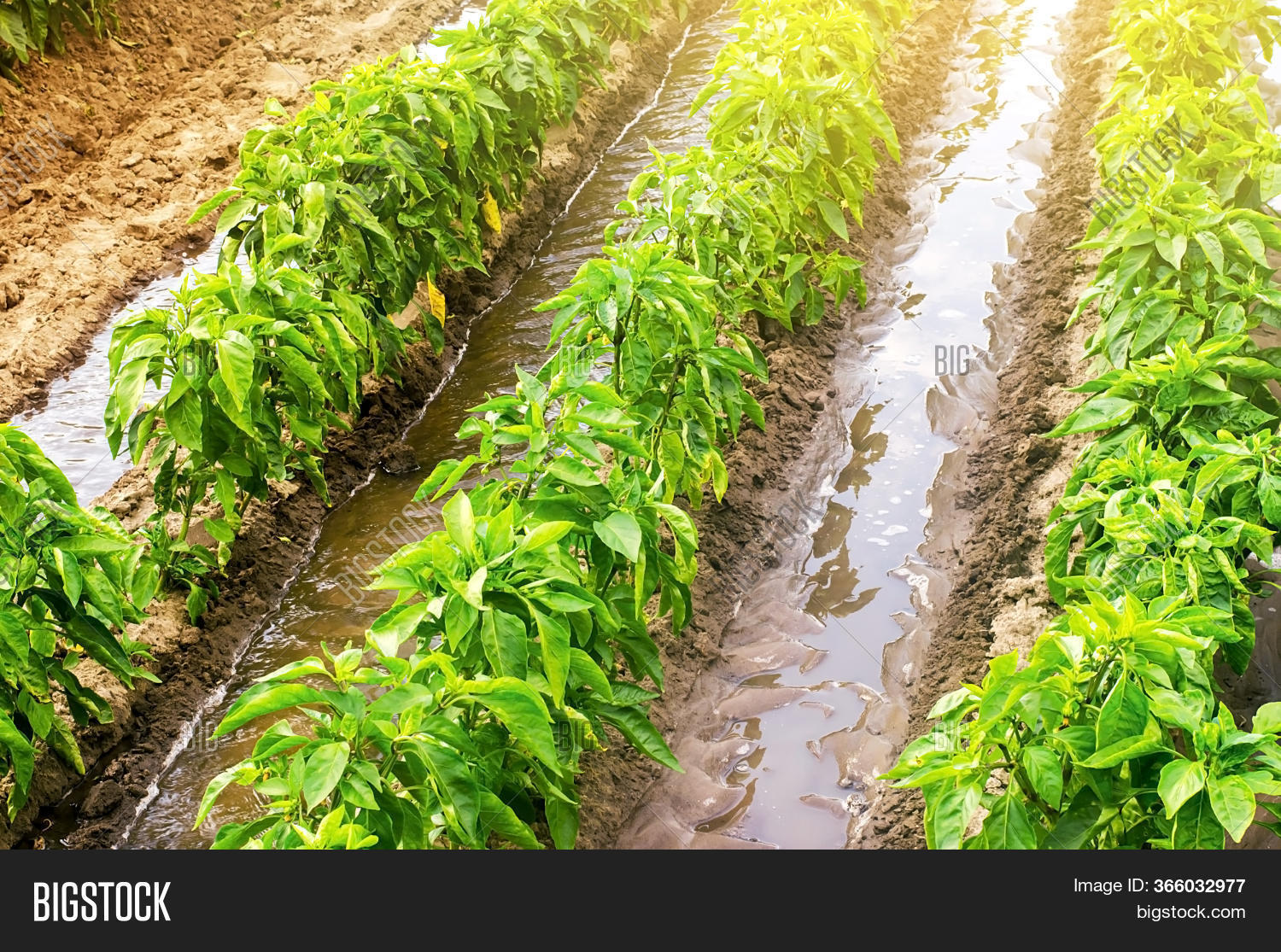 Row Watering Pepper Image & Photo (Free Trial) Bigstock