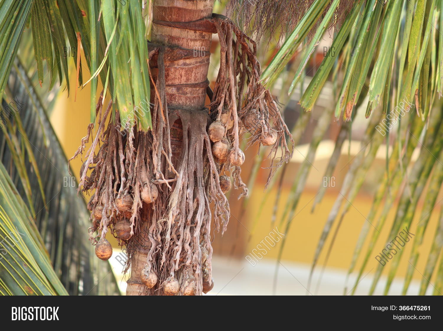 Areca Nut Seed Areca Image & Photo (Free Trial) Bigstock