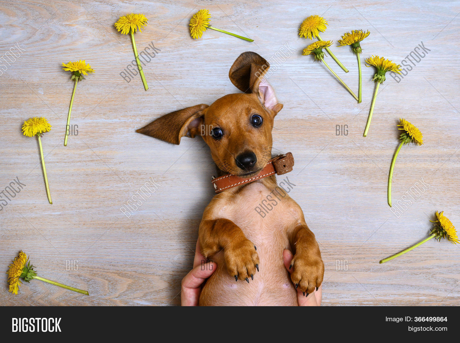 Beautiful Red-haired Image & Photo (Free Trial) | Bigstock