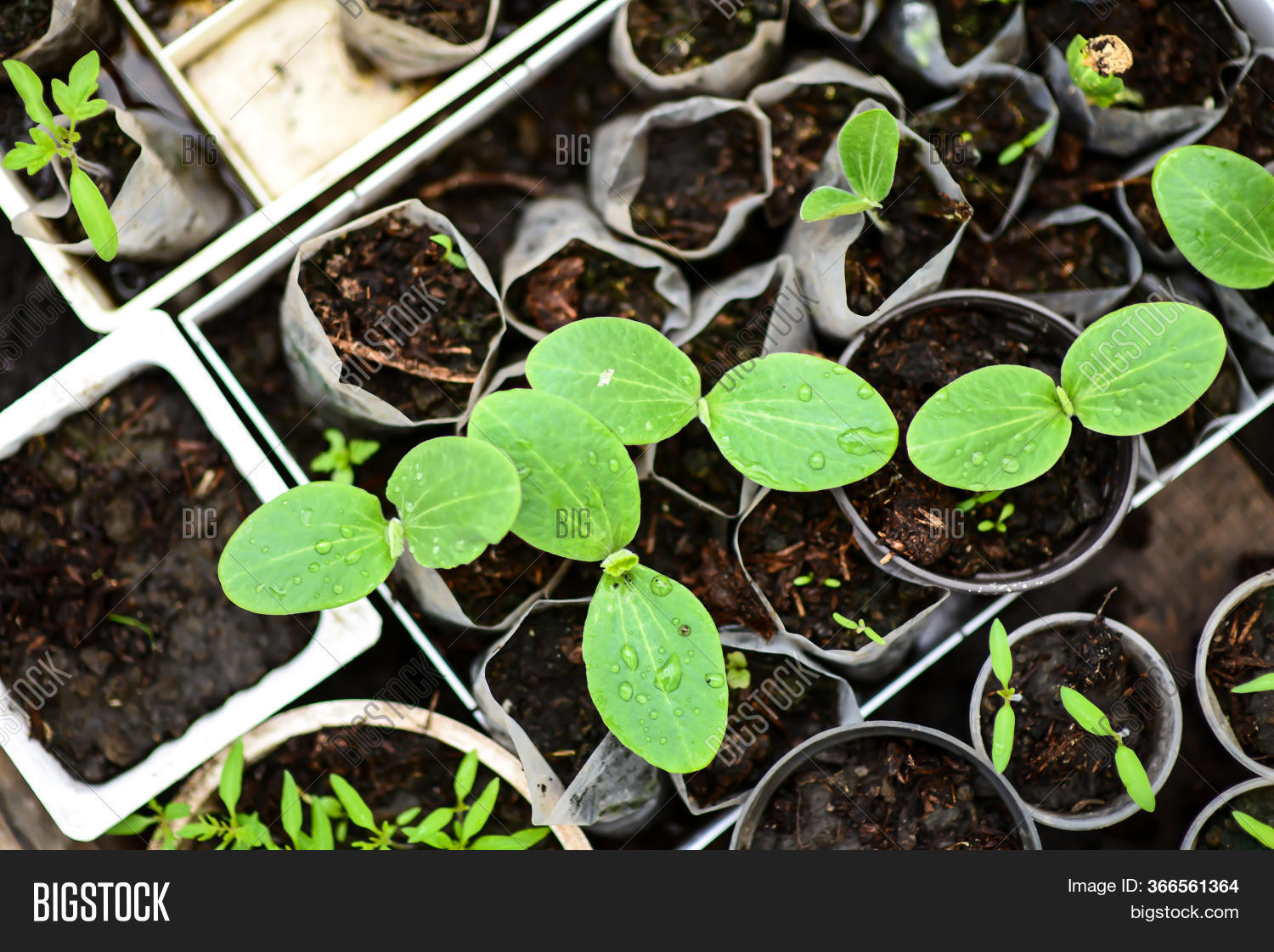 Cucumber Sprouts Image & Photo (Free Trial) Bigstock