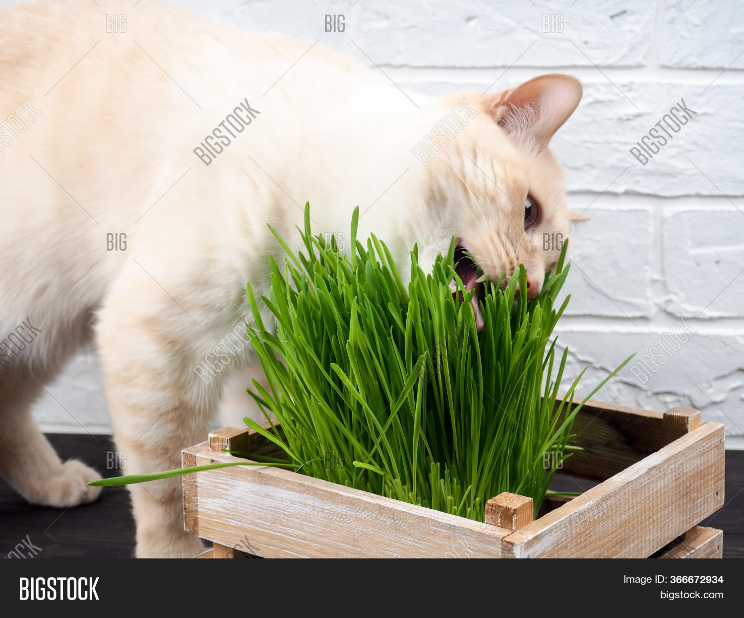Cat Eating Grass, Image & Photo (Free Trial) Bigstock