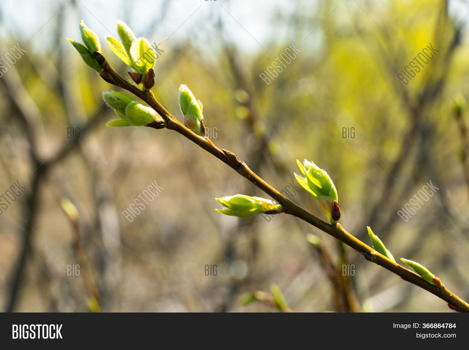 Willow Branch New Image & Photo (Free Trial) Bigstock