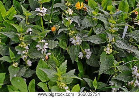 White Dead Nettle, Lamium Album