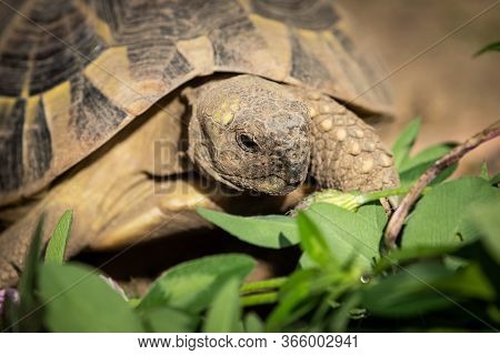 Portrait Of A Tortoise (testudo Hermanni Boettgeri) On A Sunny Day In Spring