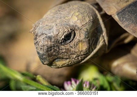 Portrait Of A Tortoise (testudo Hermanni Boettgeri) On A Sunny Day In Spring