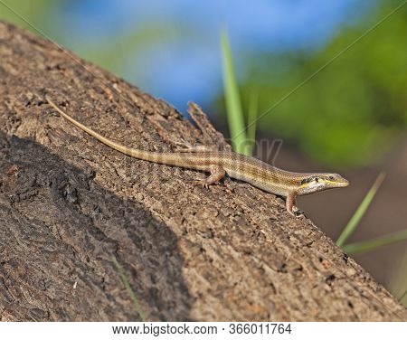 Closeup Of Blue-tailed Skink Lizard Cryptoblepharus Egeriae Stood On Tree Trunk In Rural Countryside