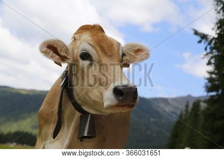 Alpine Gray Cow. White Cow With Horns In Dolomites Area. Alpine Cow. Portrait Of A Gray Beautiful Co