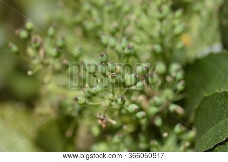 Oregon Grape Unripe Berries - Latin Name - Berberis Aquifolium (mahonia Aquifolium)