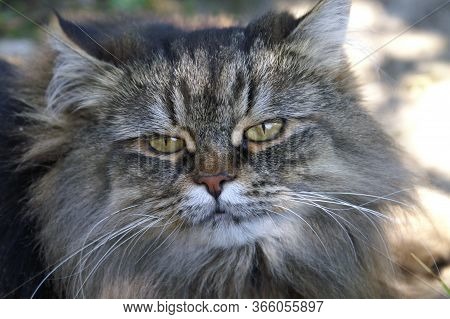 Three-haired Cat With A Pensive Look Looks At The Camera