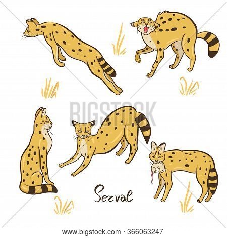 Set Of Serval Isolated On A White Background. Vector Image.