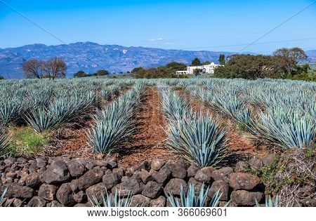 Blue Agave Field In Tequila, Jalisco, Mexico