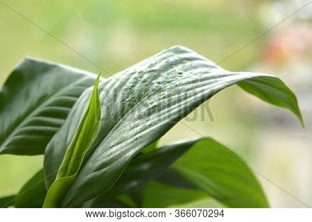 Houseplant - Spathiphyllum Floribundum - Peace Lily. Water Drops On Leaves Of A Spathiphyllum Macro