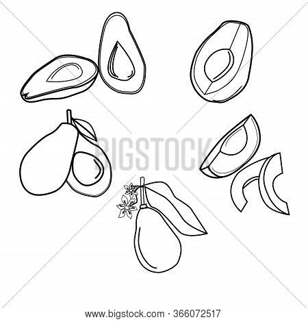 Outline Vectore Illustration Avocado Set For Design And Creativity