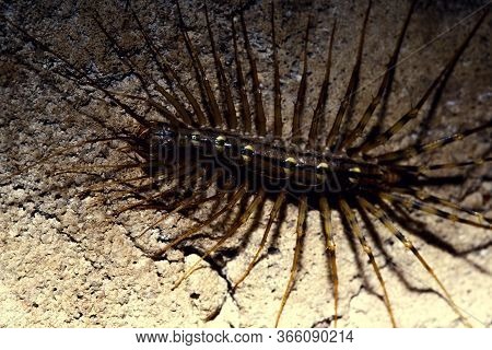 Scolopendrid Centipede. Insect Close-up. On A Brick Plain Background.
