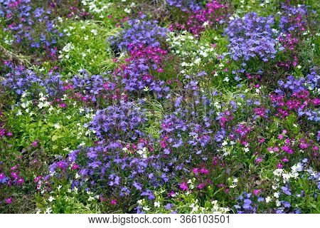 Beautiful Multi-colored Aubrietia Flowers On A Flower Bed. Low Spring Flowers For Landscape Design. 