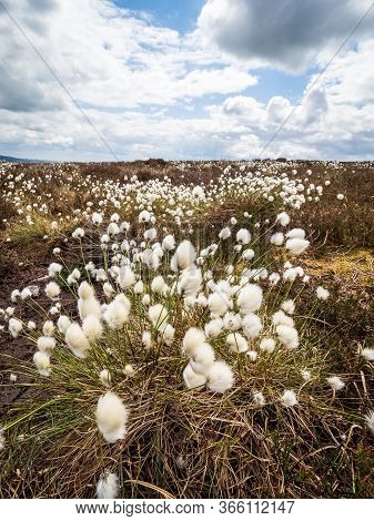 Hare’s-tail  cottongrass (Eriophorum vaginatum) on a North Yorkshire moorland