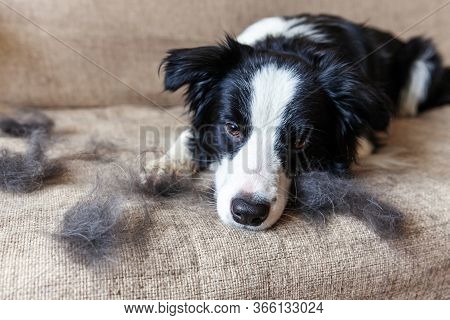 Funny Portrait Of Cute Puppy Dog Border Collie With Fur In Moulting Lying Down On Couch. Furry Littl