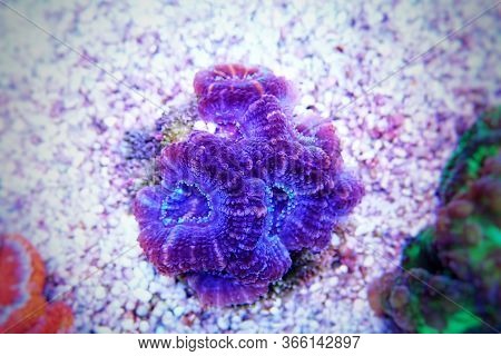 Acanthastrea Micromussa Lordhowensis Lps Coral In Close Up Photography