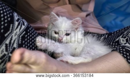 Kitten Turkish Angora Sitting On The Lap Of A Man, A Man Sitting In Turkish Color