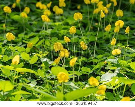 Closeup Of Group Of Pinto Peanut Or Arachis Pintoi On Nature Background