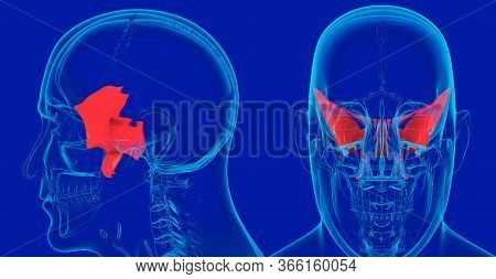 Human Skeleton Skull Anatomy Sphenoid Bone 3d Illustration For Medical Concept