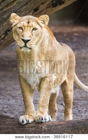 Ženské asijské lvice - Panthera Leo Persica