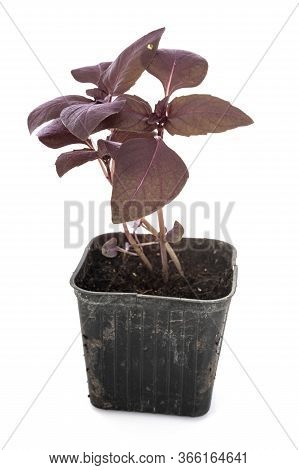 Ocimum Basilicum Purpurascens In Front Of White Background