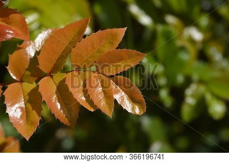 Oregon Grape Leaves - Latin Name - Berberis Aquifolium (mahonia Aquifolium)