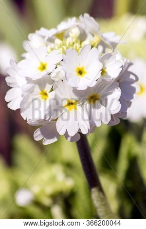The Snow-white Flower Of The Finely Dentate Perennial Primrose In The Garden.