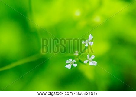 White, Small Blossoms In The Blurred Background Of Green Grass. Myosotis Eximia Or Alpine Forget Me 