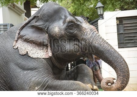 Tirunelveli,tamilnadu/india-aug 27 2016 :  Side View Of Elephant Taking Rest After Bathing In Water 