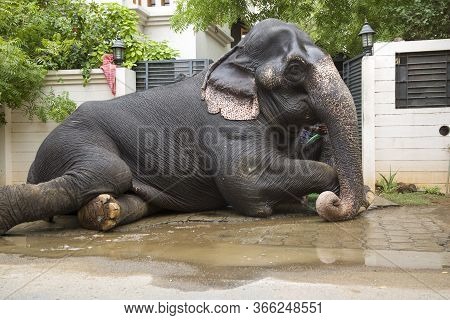 Tirunelveli,tamilnadu/india-aug 27 2016 :  Full View Of Elephant Taking Rest After Bathing In Water 